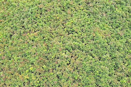 Forskjellige typer planter: Grønne sedumplanter Forskjellige typer planter: Grønne sedumplanter